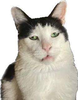 🐱 emoji F/G Telegram sticker 9 of 106
