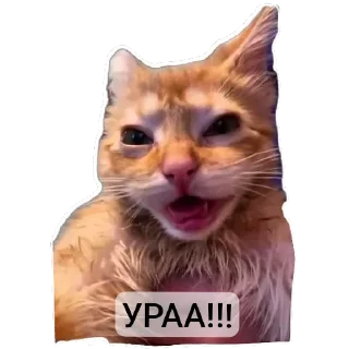 🐱 emoji Абоба Telegram sticker 6 of 40