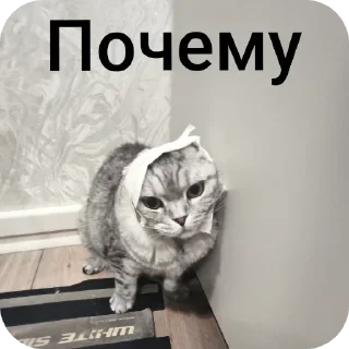 🐱 emoji Абоба Telegram sticker 3 of 40
