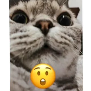 🐱 emoji Абоба Telegram sticker 4 of 40
