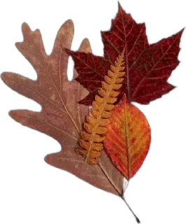 🌟 emoji •°Лесные ягодки 🍂🐿°• Telegram sticker 9 of 81