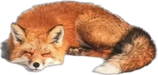 🌟 emoji •°Лесные ягодки 🍂🐿°• Telegram sticker 24 of 81