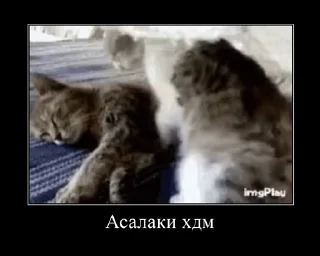 Sticker from Tajik Video Memes 😐 | @TojikShow