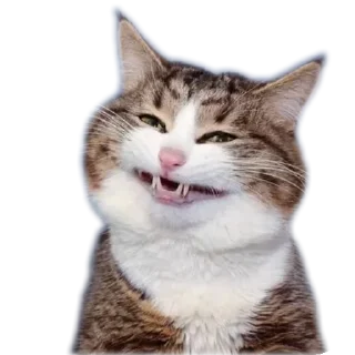 🐱 emoji Cat's LOL Telegram sticker 12 of 27
