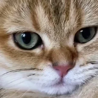 ⏳ emoji Cat's @relwas Telegram sticker 18 of 29