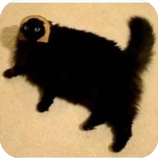 🍞 emoji Cat's Telegram sticker 23 of 75