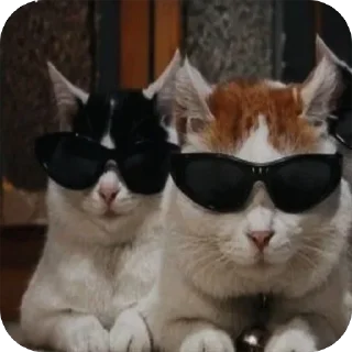 😎 emoji Cat's Telegram sticker 9 of 75