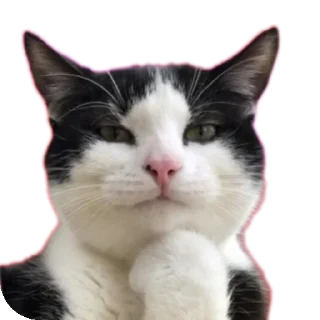 Sticker from Cat's LOL