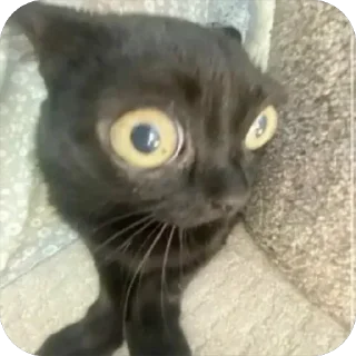 Sticker from Cat's