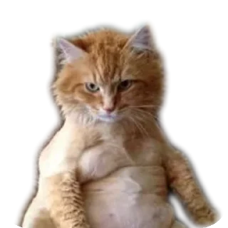 🍔 emoji Cat's LOL Telegram sticker 9 of 27
