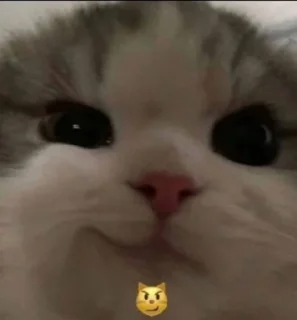 😼 emoji хайп Telegram sticker 19 of 53
