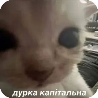 🐱 emoji Жабячих висєри pack by @QuotLyBot Telegram sticker 24 of 24