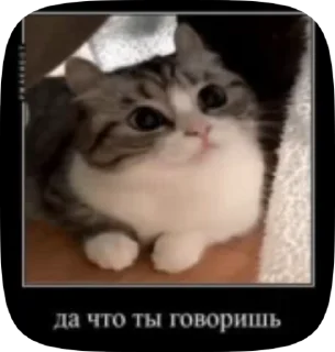 😐 emoji Сво мобилизация @floppa_5555 Telegram sticker 9 of 120