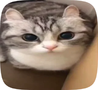 💥 emoji Сво мобилизация @floppa_5555 Telegram sticker 15 of 120