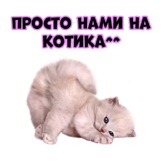 😻 emoji Press @stickersb2b Telegram sticker 13 of 15