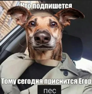😏 emoji Пес ебани Telegram sticker 5 of 22
