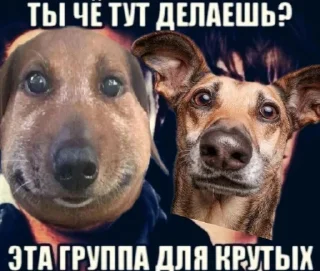 😎 emoji Пес ебани Telegram sticker 12 of 22