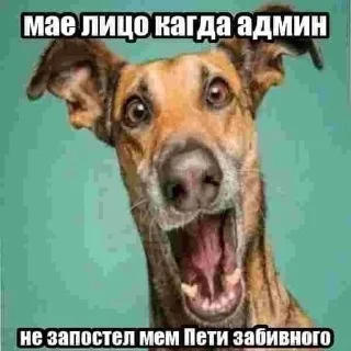 😯 emoji Пес ебани Telegram sticker 15 of 22
