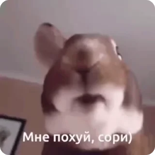 Sticker from пак похуйста