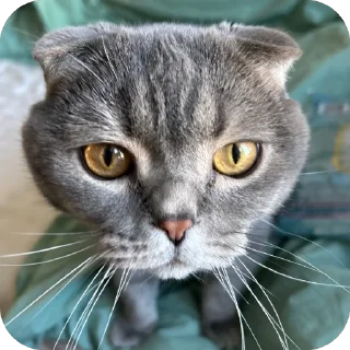 🫥 emoji Говно Telegram sticker 12 of 15