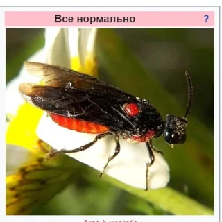 Sticker from Планета Гугл