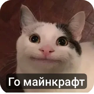 Sticker from Beluga🇰🇿🇰🇿🇰🇿😼