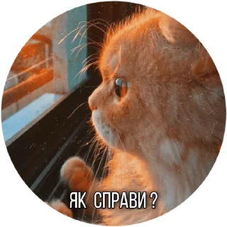 🙂 emoji Котик Telegram sticker 5 of 30