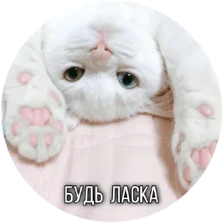 😉 emoji Котик Telegram sticker 22 of 30
