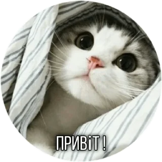 Sticker from Котик