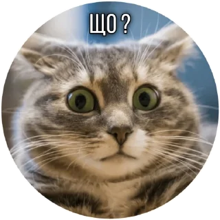 🤷 emoji Котик Telegram sticker 8 of 30