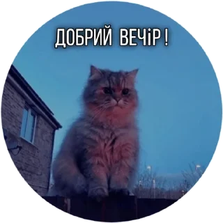 Sticker from Котик