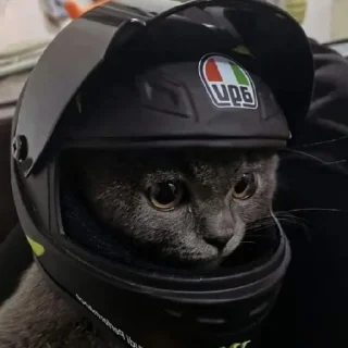 Sticker from Котик