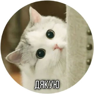 😀 emoji Котик Telegram sticker 21 of 30