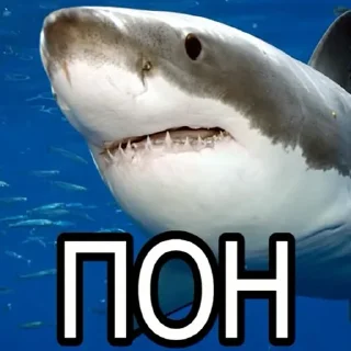 🦈 emoji ПАК Telegram sticker 11 of 17