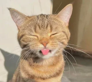 😜 emoji Cat Telegram sticker 19 of 54