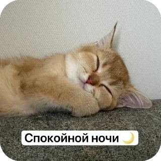 Sticker from kitten