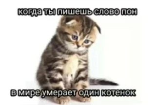 🐱 emoji Video Favorite stickers Telegram sticker 20 of 41