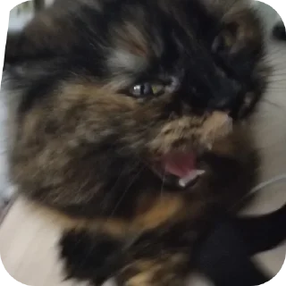 🐱 emoji Май хонест реакшен ➡️ @Ctikerubot Telegram sticker 13 of 107