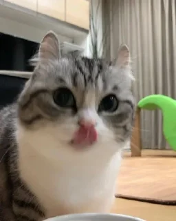 🐌 emoji пупсич старший Telegram sticker 1 of 81