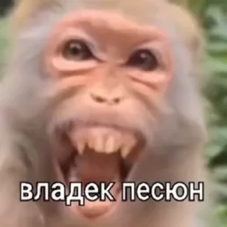 ‼️ emoji Жмихнути монке 2.0 :: @stikery_robot Telegram sticker 8 of 35