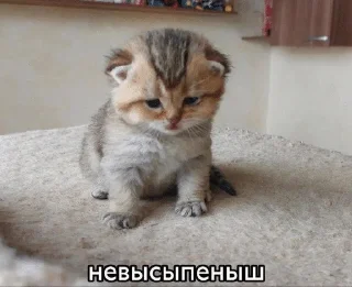 😴 emoji гномья жизнь Telegram sticker 9 of 65