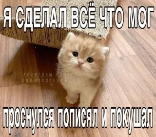 😇 emoji гномья жизнь Telegram sticker 7 of 65