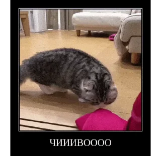😱 emoji Комарики, го в t.me/komarustic Telegram sticker 8 of 47
