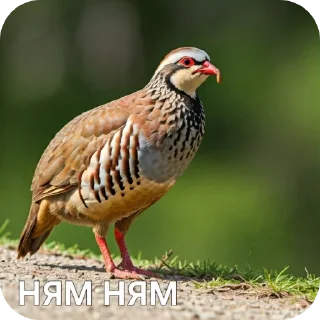 🐦 emoji КУРОПАТКИ Telegram sticker 13 of 21