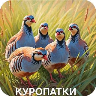 🐦 emoji КУРОПАТКИ Telegram sticker 5 of 21