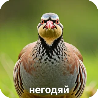 🐦 emoji КУРОПАТКИ Telegram sticker 17 of 21