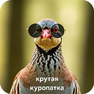 🐦 emoji КУРОПАТКИ Telegram sticker 16 of 21