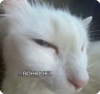 🦨 emoji Мемчанский Telegram sticker 6 of 75