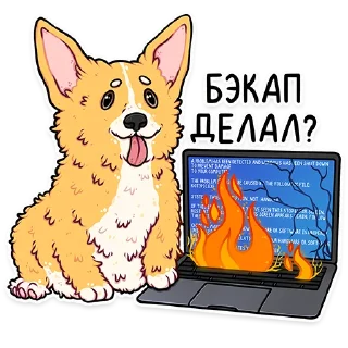 🔥 emoji корги кодеры (@kotypic) Telegram sticker 23 of 27