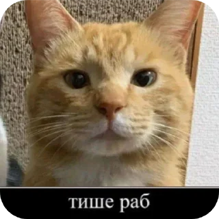 🐱 emoji Емайо стикер пак @Herlleycik и @Emae911 Telegram sticker 19 of 23